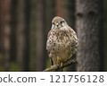 Common Kestrel 121756128