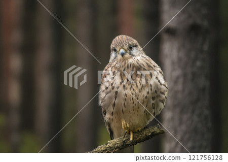 紅隼-普通紅隼- 紅隼-普通紅隼- 121756128