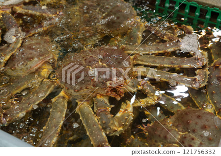 King crab 121756332