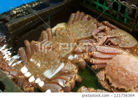 大閘蟹 大閘蟹 121756364
