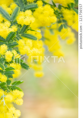 Mimosa in full bloom Mimosa in full bloom 121756557