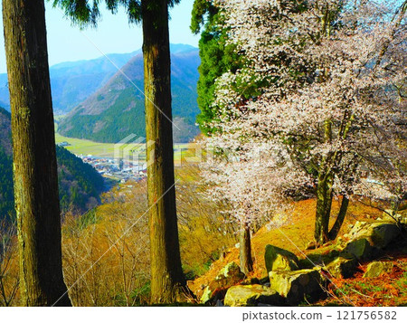 Cherry tree in the mountains Cherry tree in the mountains 121756582