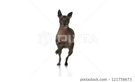Adorable hairless Xoloitzcuintli Mexican dog running with tongue sticking out against white background. Pet health and nutrition. 121756673