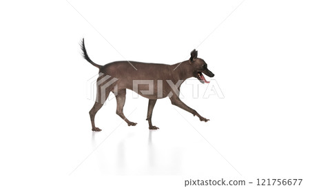 Purebred hairless Xoloitzcuintli Mexican dog in motion against white background. Smart, pet, training Purebred hairless Xoloitzcuintli Mexican dog in motion against white background. Smart, pet, training 121756677