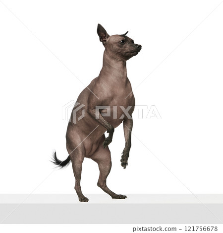 Xoloitzcuintli, Mexican Hairless Dog standing on its hind legs isolated on white background against white background 121756678