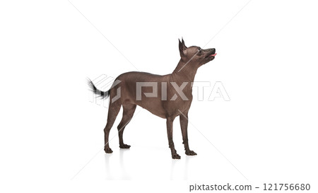 Purebred hairless Xoloitzcuintli Mexican dog standing with tongue sticking out against white background Purebred hairless Xoloitzcuintli Mexican dog standing with tongue sticking out against white background 121756680