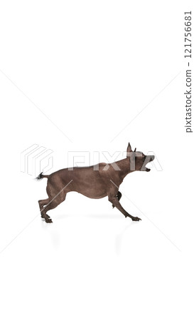 Purebred hairless Xoloitzcuintli Mexican dog standing and barking against white background 121756681