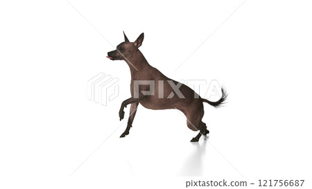 Purebred hairless Xoloitzcuintli Mexican dog in motion, walking against white background. Pet training 121756687