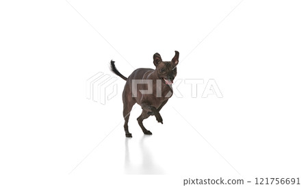 Funny looking purebred hairless Xoloitzcuintli Mexican dog running against white background. 121756691