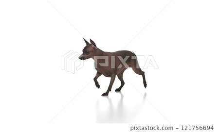 Adorable dog, purebred hairless Xoloitzcuintli Mexican in motion, walking and exploring against white background Adorable dog, purebred hairless Xoloitzcuintli Mexican in motion, walking and exploring against white background 121756694
