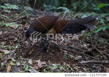 阿爾伯特·琴鳥在熱帶雨林的地面上專心挖掘，尋找食物。 121757190