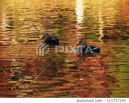 鴨子在有秋葉的池塘裡游泳 121757195