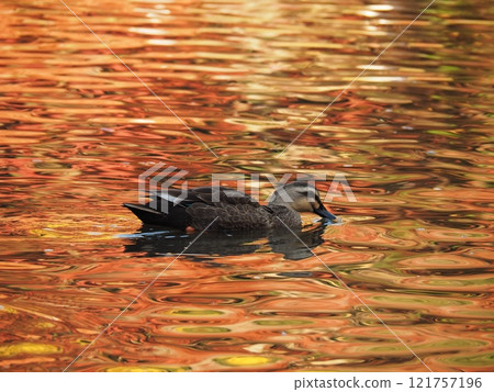 鴨子在有秋葉的池塘裡游泳 121757196