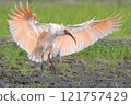 Crested ibis landing 121757429