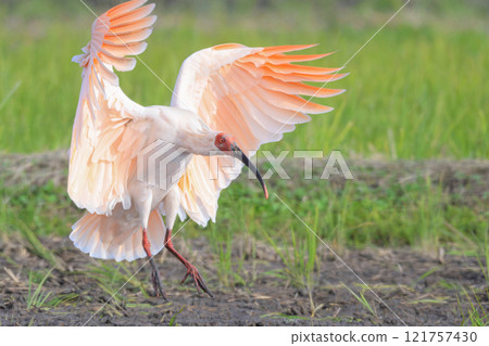 朱鷺著陸 121757430