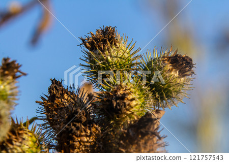 fresh leaves and purple flowers of Arctium lappa plant fresh leaves and purple flowers of Arctium lappa plant 121757543