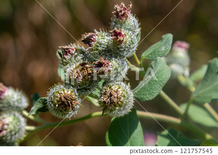 Arctium tomentosum, commonly known as the woolly burdock is a species of burdock belonging to the family Asteraceae 121757545