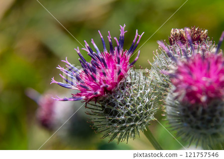 Arctium tomentosum, commonly known as the woolly burdock is a species of burdock belonging to the family Asteraceae 121757546