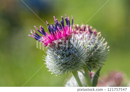 Arctium tomentosum, commonly known as the woolly burdock is a species of burdock belonging to the family Asteraceae Arctium tomentosum, commonly known as the woolly burdock is a species of burdock belonging to the family Asteraceae 121757547