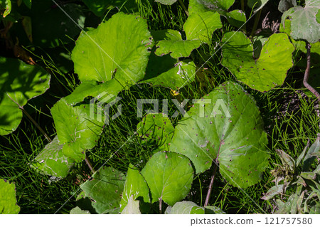 Coltsfoot or tussilago farfara is a perennial herb used in folk medicine Coltsfoot or tussilago farfara is a perennial herb used in folk medicine 121757580