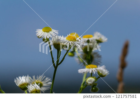 Erigeron annuus known as annual fleabane, daisy fleabane, or eastern daisy fleabane Erigeron annuus known as annual fleabane, daisy fleabane, or eastern daisy fleabane 121757581