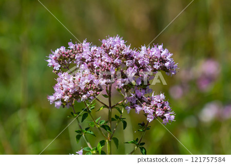 Oregano is a honey and medicinal plant. Oregano Origanum vulgare kind of perennial herbaceous plants Oregano is a honey and medicinal plant. Oregano Origanum vulgare kind of perennial herbaceous plants 121757584