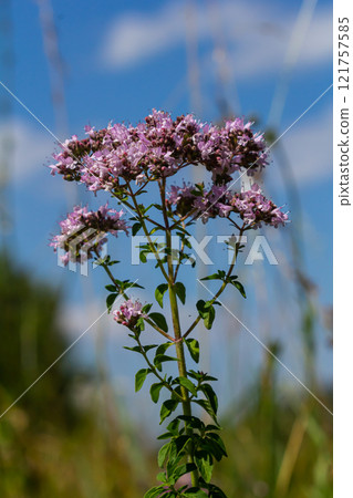 Oregano is a honey and medicinal plant. Oregano Origanum vulgare kind of perennial herbaceous plants Oregano is a honey and medicinal plant. Oregano Origanum vulgare kind of perennial herbaceous plants 121757585