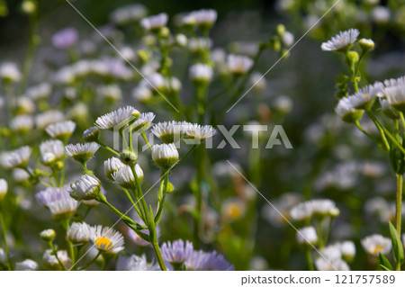 Erigeron annuus known as annual fleabane, daisy fleabane, or eastern daisy fleabane Erigeron annuus known as annual fleabane, daisy fleabane, or eastern daisy fleabane 121757589
