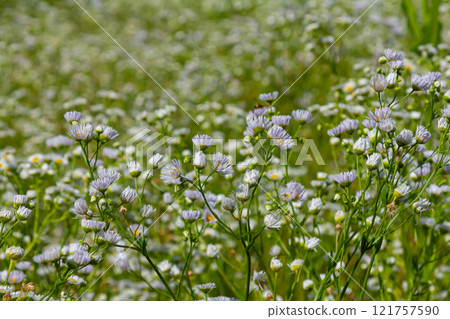 Erigeron annuus known as annual fleabane, daisy fleabane, or eastern daisy fleabane Erigeron annuus known as annual fleabane, daisy fleabane, or eastern daisy fleabane 121757590