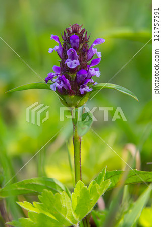Prunella Vulgaris makro single natural flower, medicinal herbs nature background 121757591
