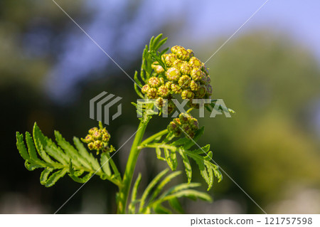 Tansy Tanacetum vulgare wild plant in summer 121757598