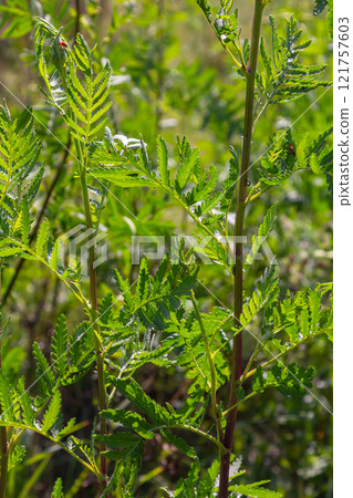 Tansy Tanacetum vulgare wild plant in summer 121757603