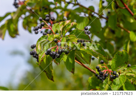 Cornus sanguinea is a perennial plant of the sod family. A tall shrub with small flowers and black inedible berries. Turf-well is grown as an ornamental plant 121757623