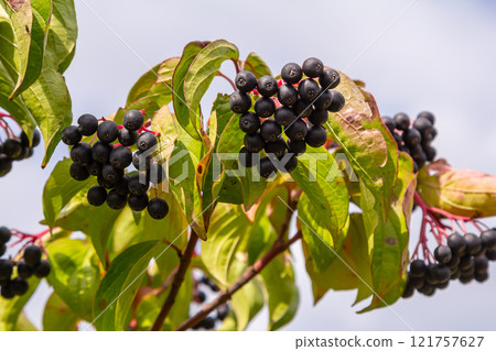 Cornus sanguinea is a perennial plant of the sod family. A tall shrub with small flowers and black inedible berries. Turf-well is grown as an ornamental plant Cornus sanguinea is a perennial plant of the sod family. A tall shrub with small flowers and black inedible berries. Turf-well is grown as an ornamental plant 121757627
