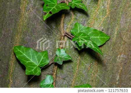Fresh bright green leaves of ivy Hedera helix on grey-brown tree bark Fresh bright green leaves of ivy Hedera helix on grey-brown tree bark 121757633