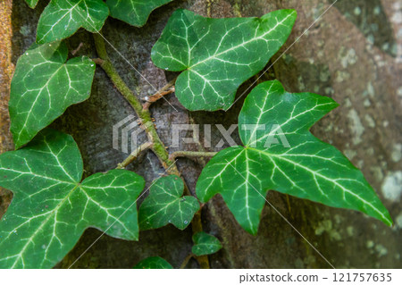 Fresh bright green leaves of ivy Hedera helix on grey-brown tree bark Fresh bright green leaves of ivy Hedera helix on grey-brown tree bark 121757635