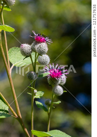 Arctium tomentosum, commonly known as the woolly burdock is a species of burdock belonging to the family Asteraceae Arctium tomentosum, commonly known as the woolly burdock is a species of burdock belonging to the family Asteraceae 121757638