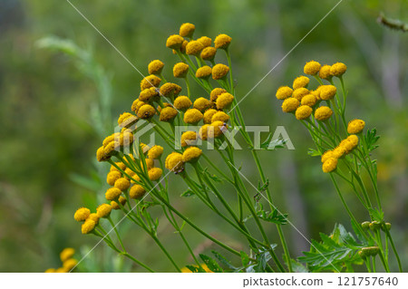 Tansy Tanacetum vulgare wild plant in summer 121757640