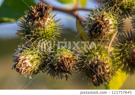 fresh leaves and purple flowers of Arctium lappa plant fresh leaves and purple flowers of Arctium lappa plant 121757645