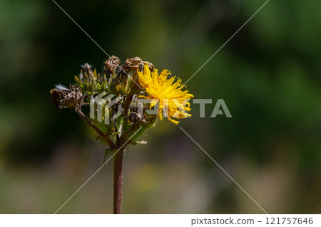 Hieracium laevigatum or smooth hawkweed. Hieracium, known by the common name hawkweed and classically as hierakion. Floral desktop background. Hieracium caespitosum, commonly known as meadow hawkweed Hieracium laevigatum or smooth hawkweed. Hieracium, known by the common name hawkweed and classically as hierakion. Floral desktop background. Hieracium caespitosum, commonly known as meadow hawkweed 121757646