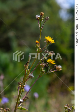 Hieracium laevigatum or smooth hawkweed. Hieracium, known by the common name hawkweed and classically as hierakion. Floral desktop background. Hieracium caespitosum, commonly known as meadow hawkweed Hieracium laevigatum or smooth hawkweed. Hieracium, known by the common name hawkweed and classically as hierakion. Floral desktop background. Hieracium caespitosum, commonly known as meadow hawkweed 121757647