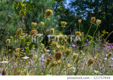 Daucus carota known as wild carrot blooming plant Daucus carota known as wild carrot blooming plant 121757649