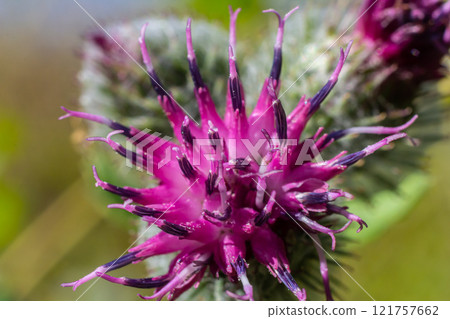 Arctium tomentosum, commonly known as the woolly burdock is a species of burdock belonging to the family Asteraceae 121757662