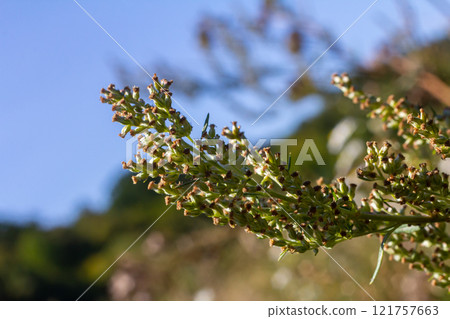 A type of wormwood grows in the wild - Artemisia marschalliana 121757663