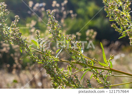A type of wormwood grows in the wild - Artemisia marschalliana 121757664