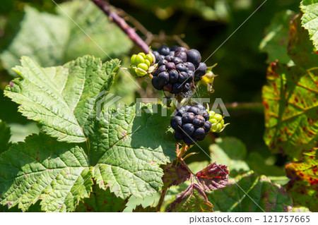 Close-up shot of the European dewberry Rubus caesius growing in the forest with maturing, ripe fruits in bright sunlight Close-up shot of the European dewberry Rubus caesius growing in the forest with maturing, ripe fruits in bright sunlight 121757665