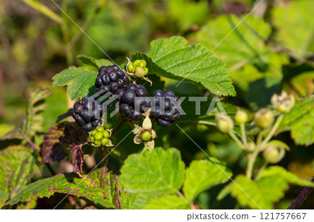 Close-up shot of the European dewberry Rubus caesius growing in the forest with maturing, ripe fruits in bright sunlight 121757667