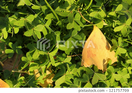 Fallen ginkgo leaves on the grass Fallen ginkgo leaves on the grass 121757709