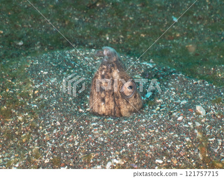 Scallop snake Scallop snake 121757715