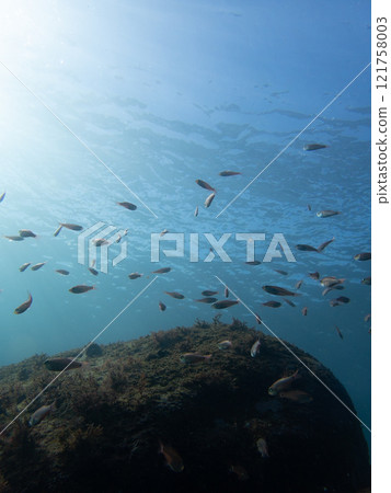 Underwater landscape 121758003
